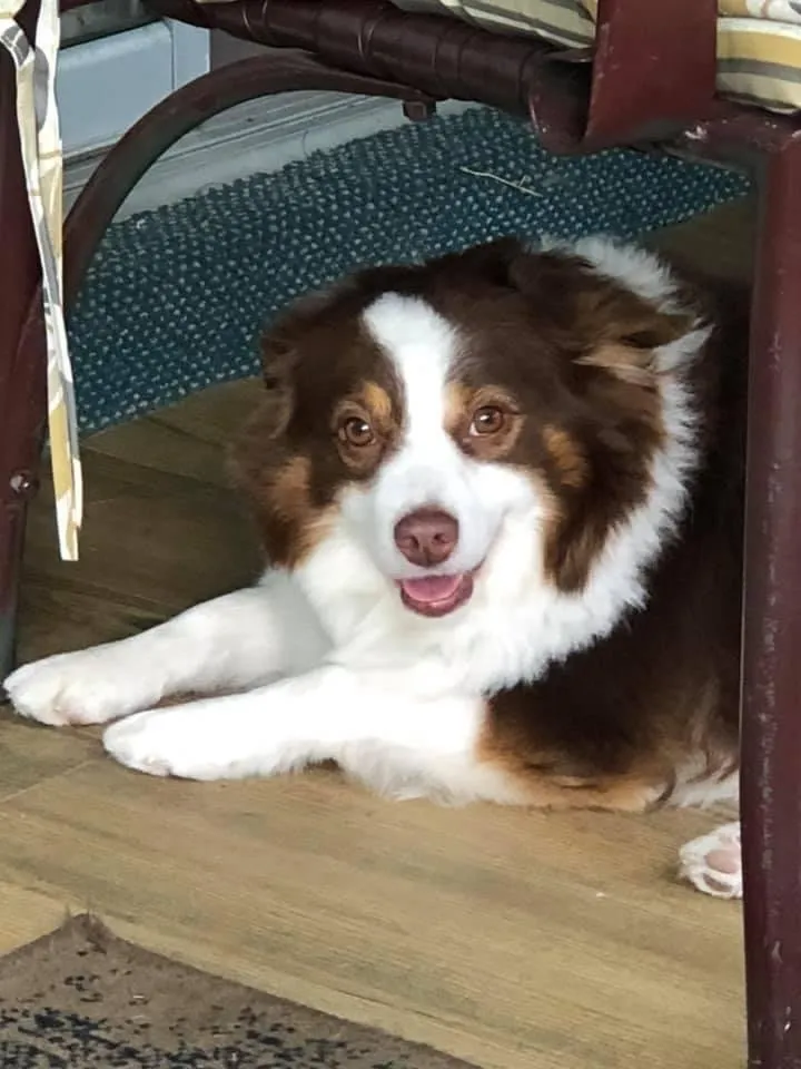 One of the original Jazzy Dogs, a brown and white Australian Shepherd