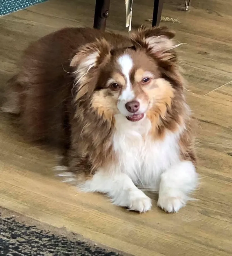 One of the original Jazzy Dogs, a fluffy red merle Australian Shepherd